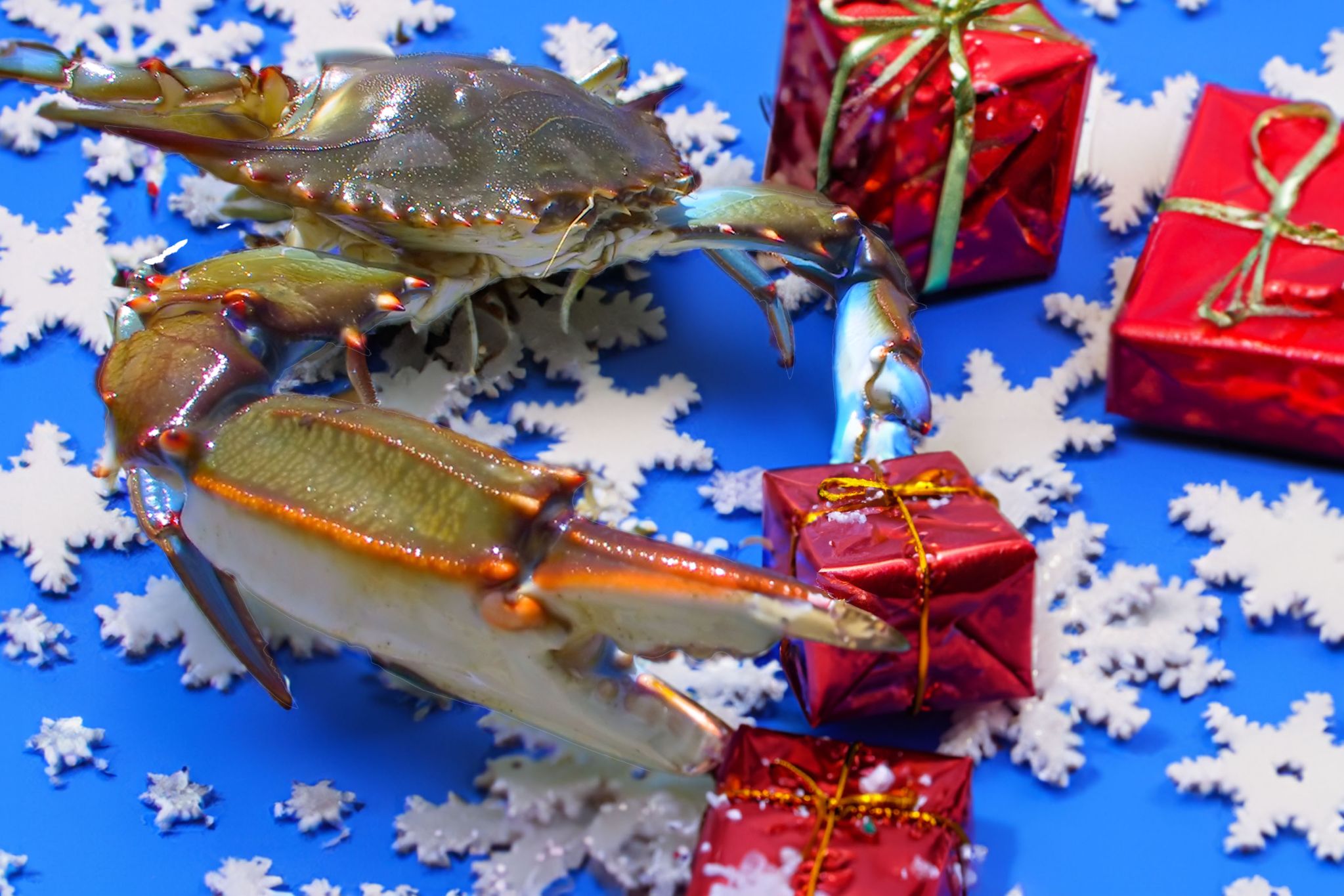 Xmas Crab Gus copy